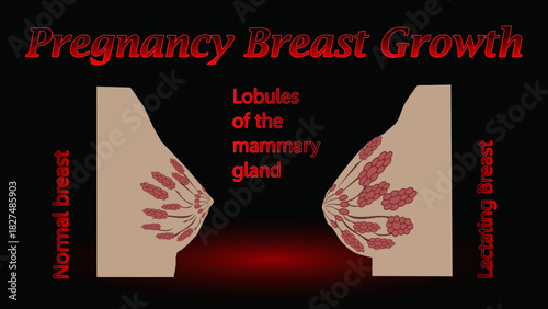 breast changes during pregnancy