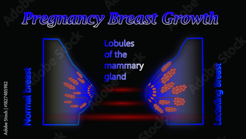 breast changes during pregnancy