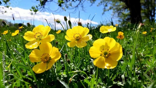 Vibrant Yellow Buttercups Blooming in a Lush Green Meadow Under a Bright Blue Sky on a Sunny Day.