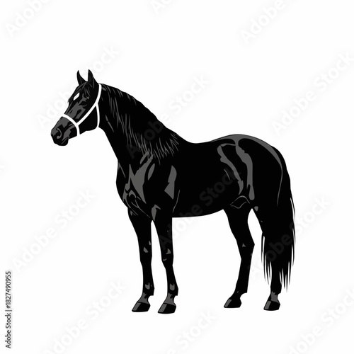 Majestic Black Horse Standing Gracefully with White Halter.