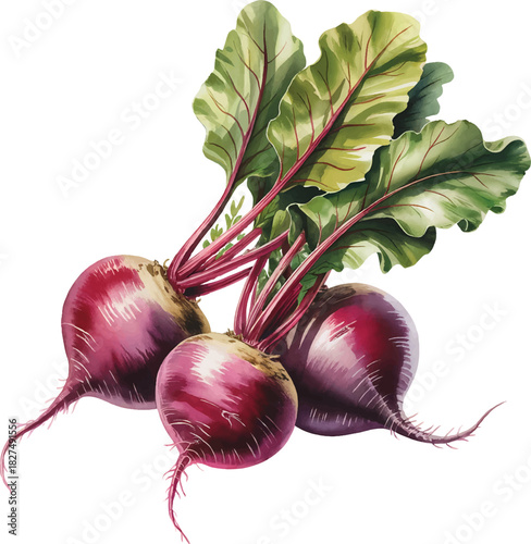 beet Vibrant fresh red watercolor illustration with green leaves