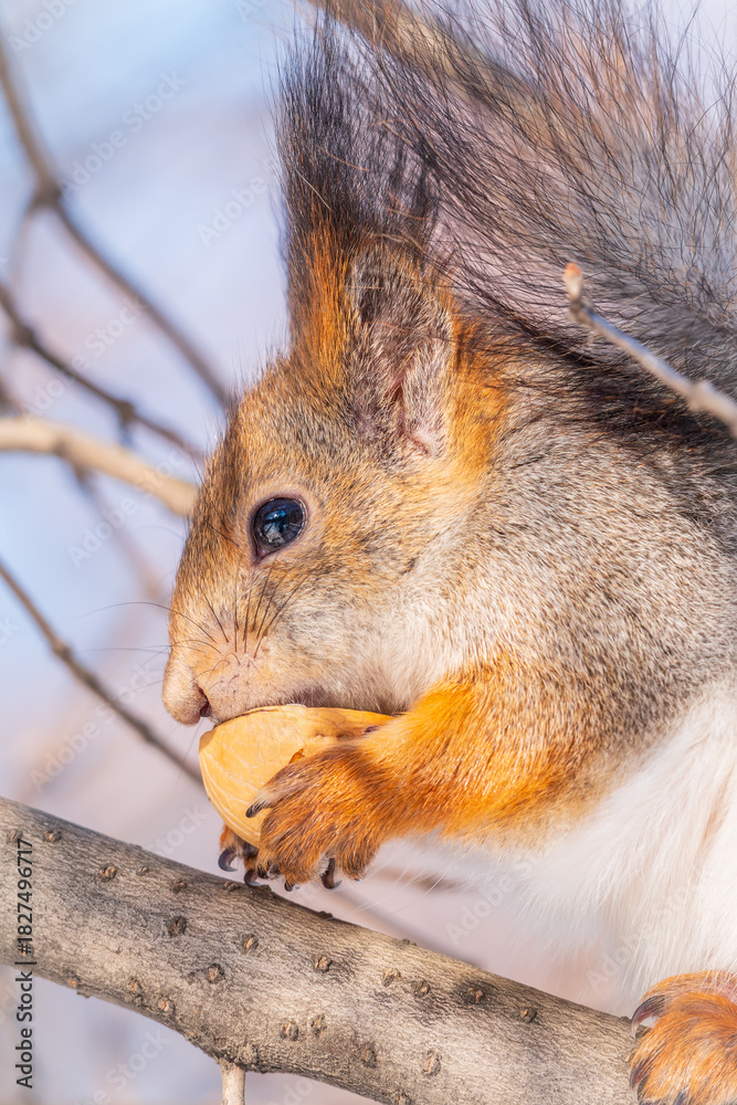 Fototapeta premium The squirrel with nut sits on tree in the winter or late autumn