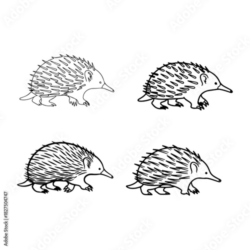 Echidna walking, pointed snout simple spikes