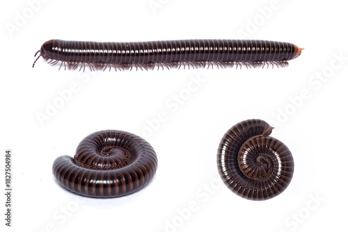 Millipede in Various Poses on White Background
