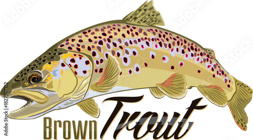 Brown Trout Detailed Vector Illustration. Realistic Freshwater Fish Graphic for Fly Fishing Sport and Angler Merchandise.