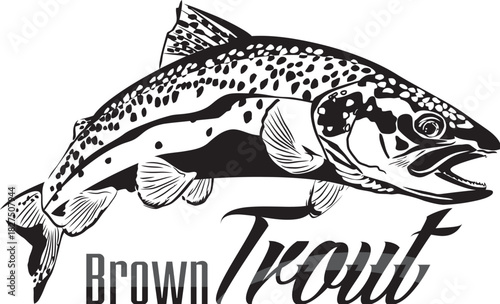 Brown Trout Detailed Vector Illustration. Realistic Freshwater Fish Graphic for Fly Fishing Sport and Angler Merchandise.
