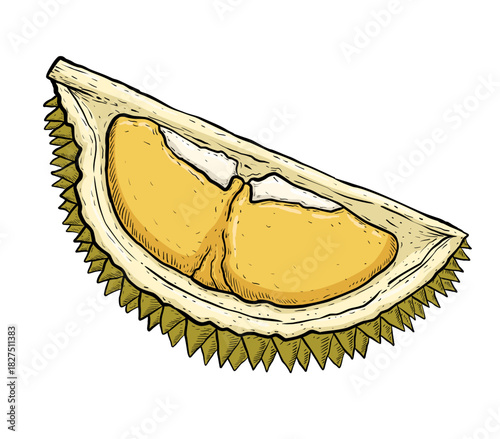 hand drawn illustration of a durian