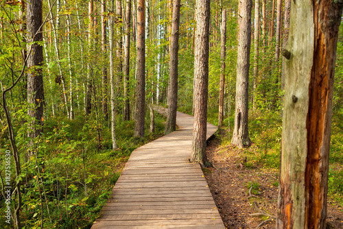 Wooden pathway winding through lush green forest. Sestroretskoye swamp eco trail, Leningrad Oblast