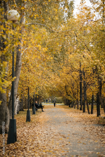 Autumn park. Walk in the autumn forest. Golden autumn. Beautiful view.