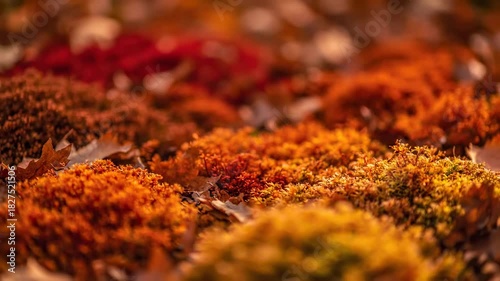 Macro photography of hot red and yellow peppers as a spice for autumn dishes.