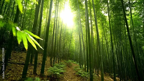 Green bamboo forest nature landscape with sunlight path in the tropical woods