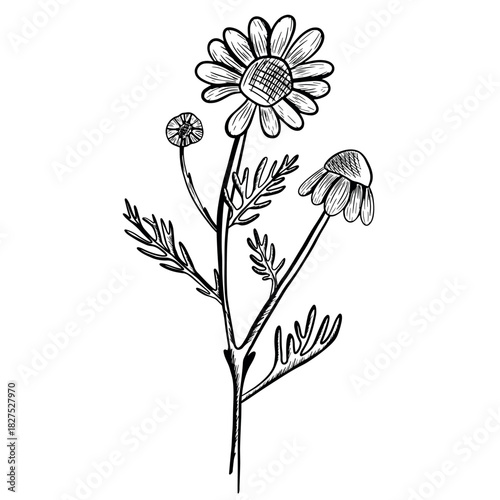 Vector illustration of one blooming chamomile flower and two closed ones, with stems and leaves. Hand-drawn icon in a botanical engraving style. Natural sketch of a chamomile flower.