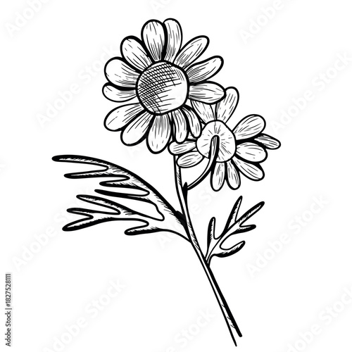 Vector illustration of chamomile flowers from different angles, with stems and leaves. Hand-drawn icon in a botanical engraving style. Natural sketch of a chamomile flower.