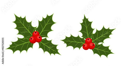 holly berries and holly