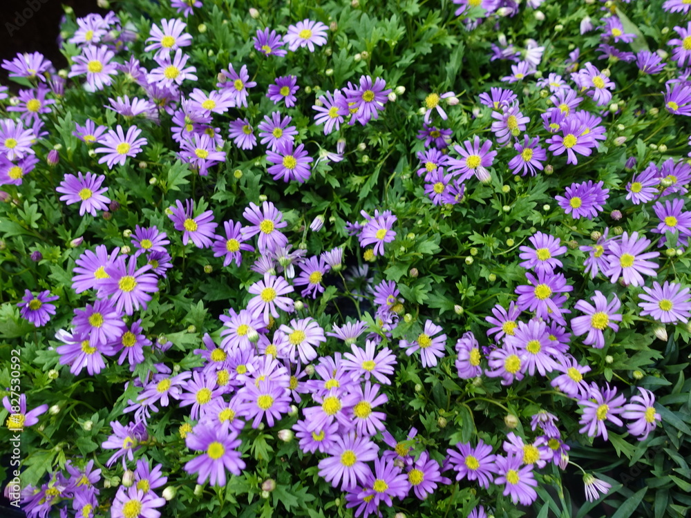 Naklejka premium Spring flowers background. More flowers. Vintage beautiful different flowers. Floral background.