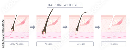 Hair growth cycle illustration