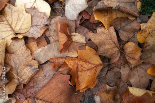 autumn leaves on the ground