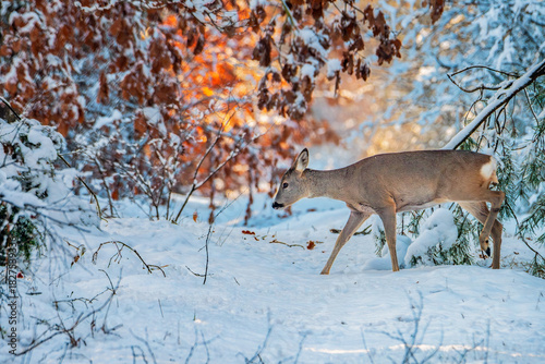 Fototapeta Naklejka Na Ścianę i Meble -  Sarna szukająca pokarmu w zimowym, zaśnieżonym lesie. Zima z śniegiem trudnym okresem dla dzikich zwierząt