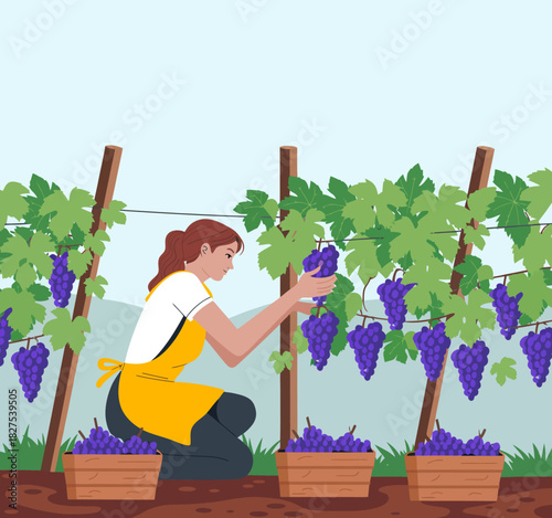 A woman carefully selects ripe grapes in a vibrant vineyard, showcasing the beauty of nature and the dedication required in grape harvesting for winemaking excellence.