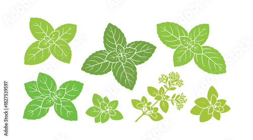 Leaves of fragrant plants. Culinary herbs and spices. Seasonings like mint, basil, and oregano. Peppermint on a white background. 