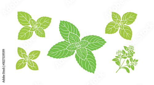 Aromatic leaves from plants. Herbs and spices used in cooking. Seasonings similar to mint, basil, and oregano. Peppermint shown on a white backdrop. A drawing of a fragrant plant.