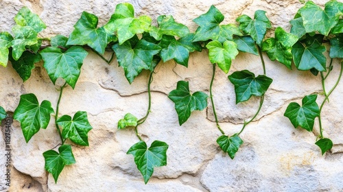 Vibrant green ivy clinging to a light beige stone wall.