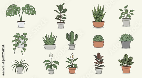 Collection of various potted plants and succulents on beige background