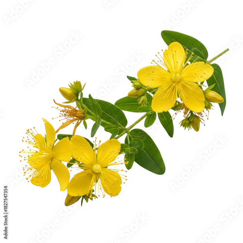 St. John’s wort flowering sprig isolated on transparent background – bright yellow blossoms, green leaves, and star-like stamens.