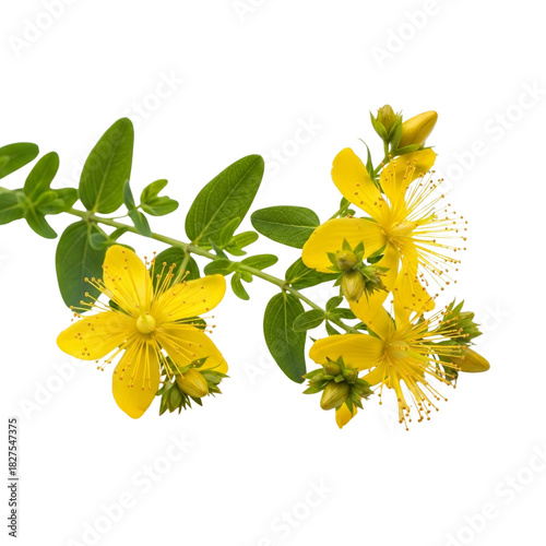 St. John’s wort flowering sprig isolated on transparent background – bright yellow blossoms, green leaves, and star-like stamens.