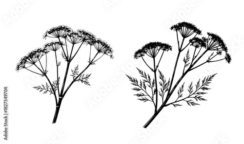 Sprigs of fennel and dill, black and white sketch. Vector illustration. Kitchen herbs and spices, the set is isolated on a white background23