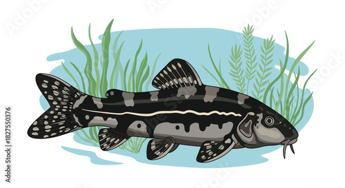 Illustration of a black and grey striped loach fish with patterned fins, gracefully swimming in a freshwater habitat surrounded by green aquatic plants.