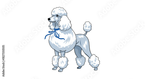 Elegant white standard poodle with traditional show grooming and a blue ribbon tied around its neck, standing on a white background.