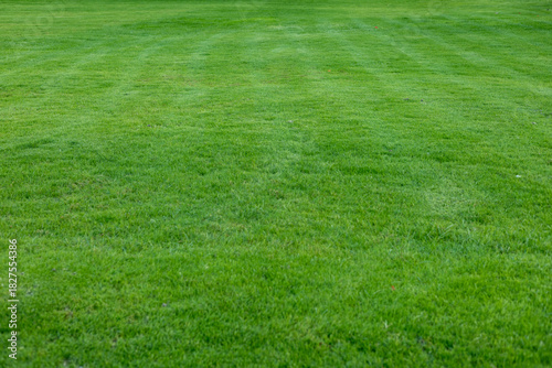 A lush green lawn with neatly mowed stripes. The grass is vibrant and healthy, showcasing a well-maintained outdoor space.