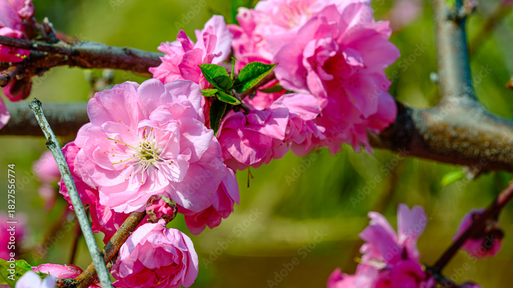 Fototapeta premium 桃の花のアップ