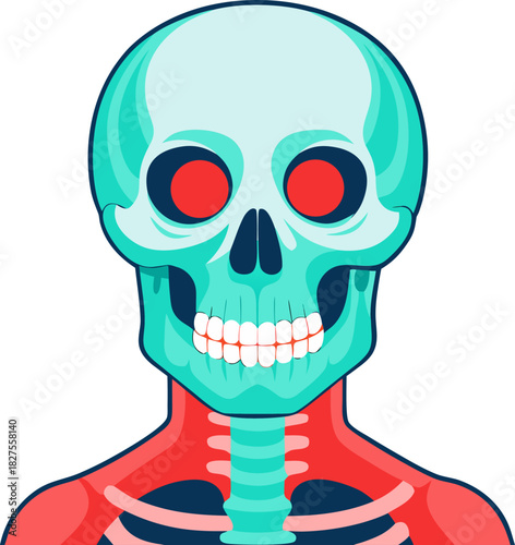 x ray of human skull