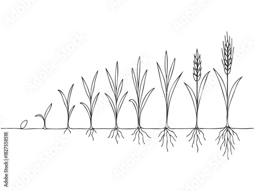 A series of plant roots are shown in various stages of growth. The roots are shown in different sizes and shapes, with some being small and others being large. Concept of growth and development