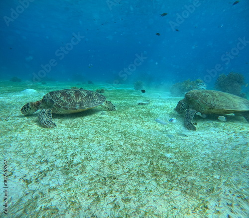 Two Sea Turtles Swimming Underwater with Coral Reef