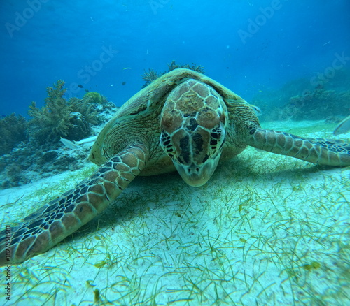 A close-up underwater photo of a green sea turtle resting on the sandy seafloor near coral reefs. Captured while scuba diving, showcasing marine life and ocean wildlife.