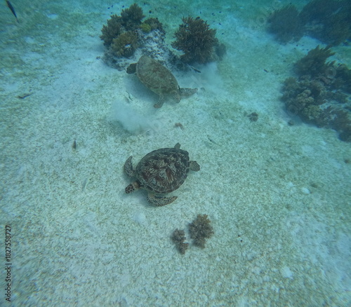 A natural underwater photograph showing two sea turtles swimming near the sandy ocean floor surrounded by coral reefs and marine life. The image captures the beauty of wildlife in its natural habitat,