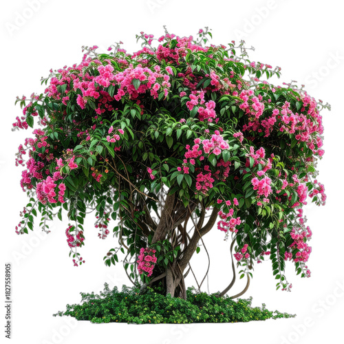 A vibrant bougainvillea tree specimen with abundant pink flowers against a black background.