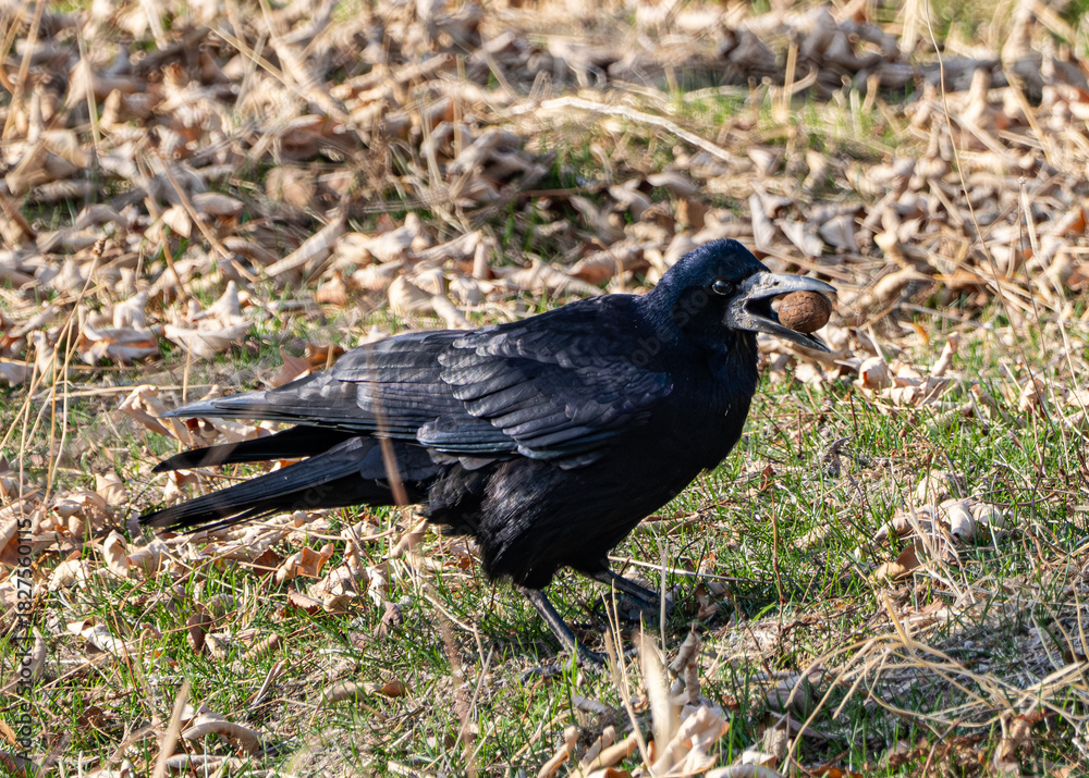 Obraz premium A Corvus frugilegus searches for food in a grassy area, holding an acorn in its beak. Dry leaves cover the ground, and the scene captures the essence of autumn.