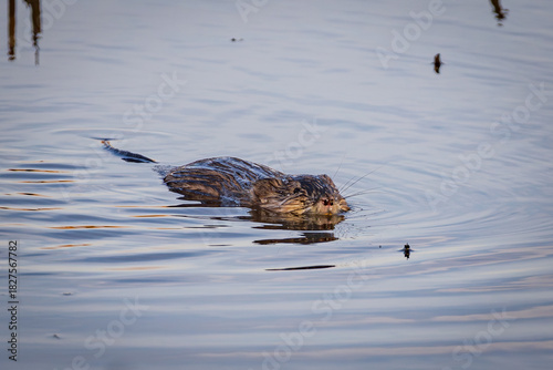 Beaver swims on the river