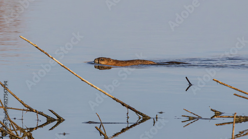 Beaver swims on the river