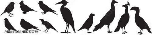 Collection of diverse vector birds in various poses, flying and perching, suitable for nature designs