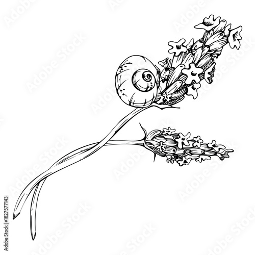 White garden snail curled on stem of blooming lavandula lavender flower stalks, French Provence countryside. Isolated botanical illustration hand drawn in vector ink. Custom packaging, spa herb decor