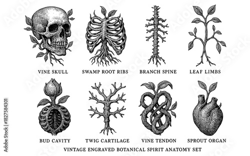 Vintage engraved botanical anatomy set featuring skull, rib, spine, and organ designs