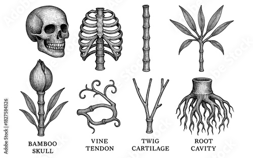 Engraved anatomical fusion: bamboo and botanical elements with human skeleton in black and white