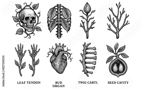 Botanical and anatomical fusion in detailed hand drawn ink style