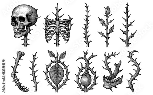 Intricate black and white botanical and skeletal elements collection