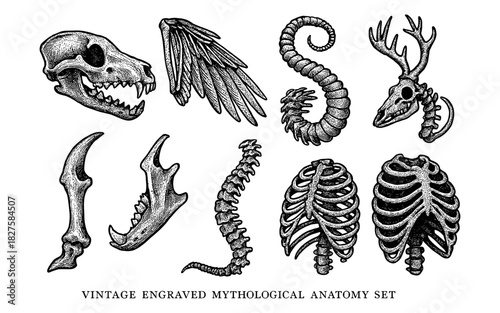 Vintage engraved mythological anatomy set featuring animal skulls and bones